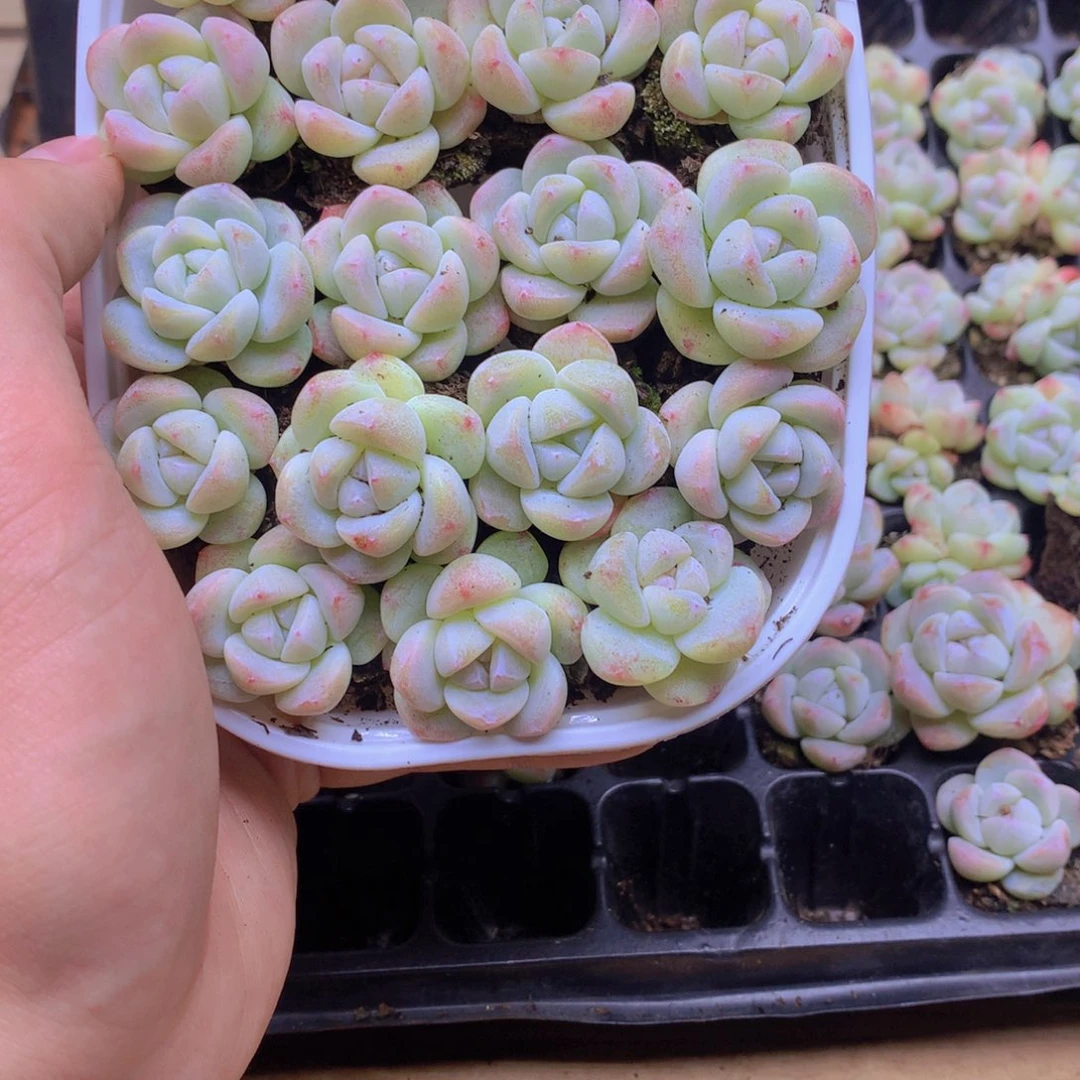 我要去看你了啊我的063