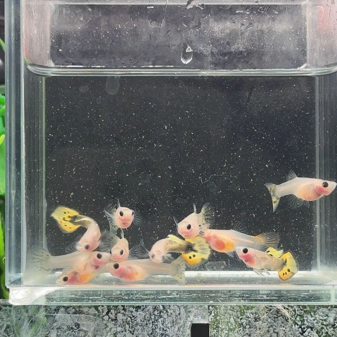 孔雀鱼黄化小葵花玻璃猫一缸