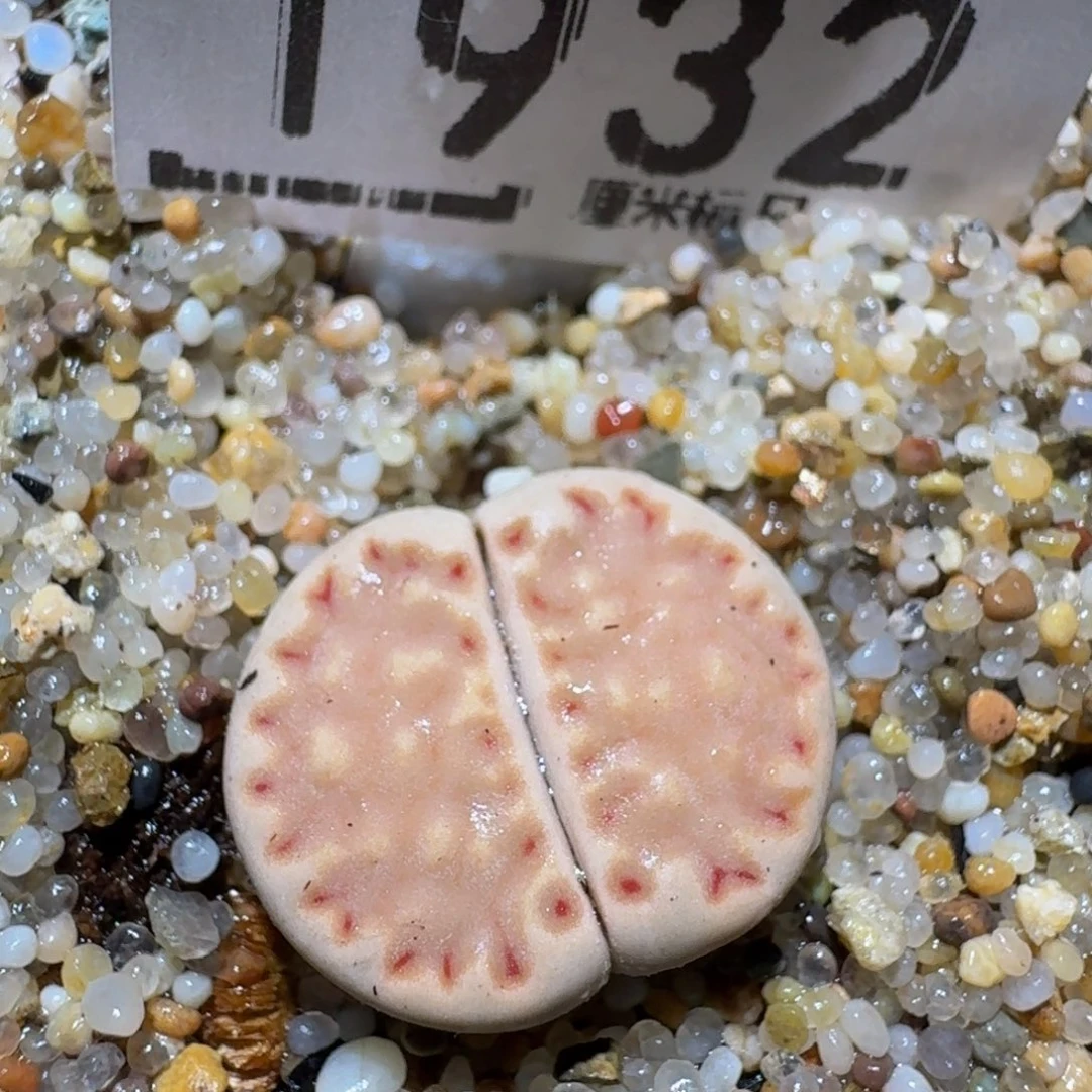 zzzz精品生石花肉锥1932