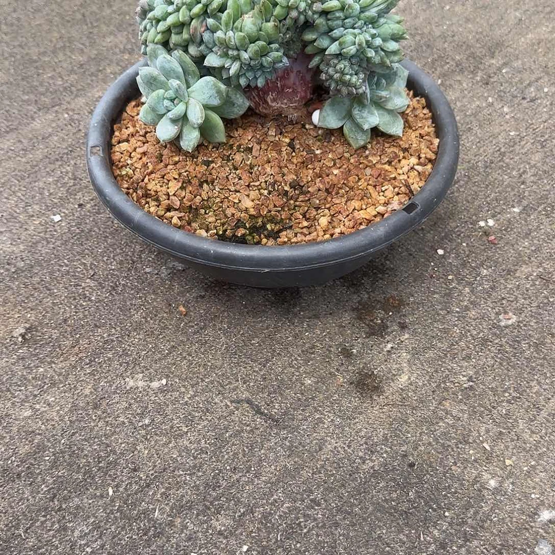 S***练小鼠姐专拍多肉植物