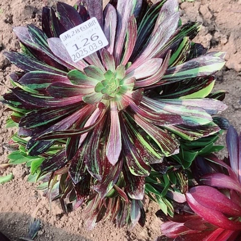 3.9-126水墨丹青多肉植物