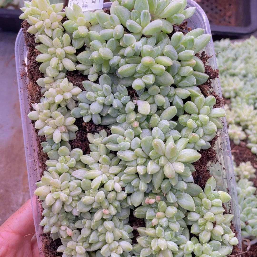 幸****x云糖心多肉植物572