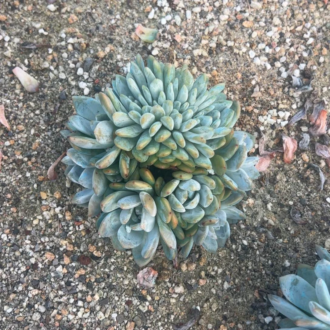 好害怕敞篷车厉害v和葱