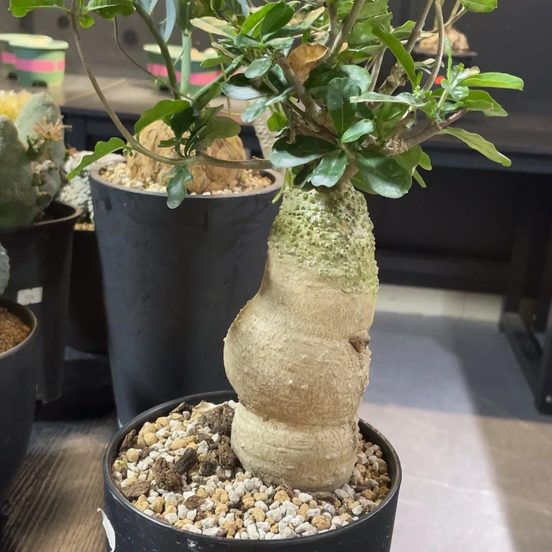 火星人带盆包邮转