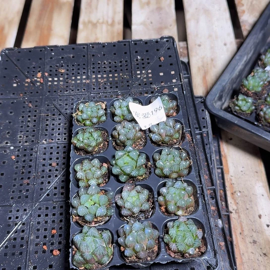 直播福利一物一拍196