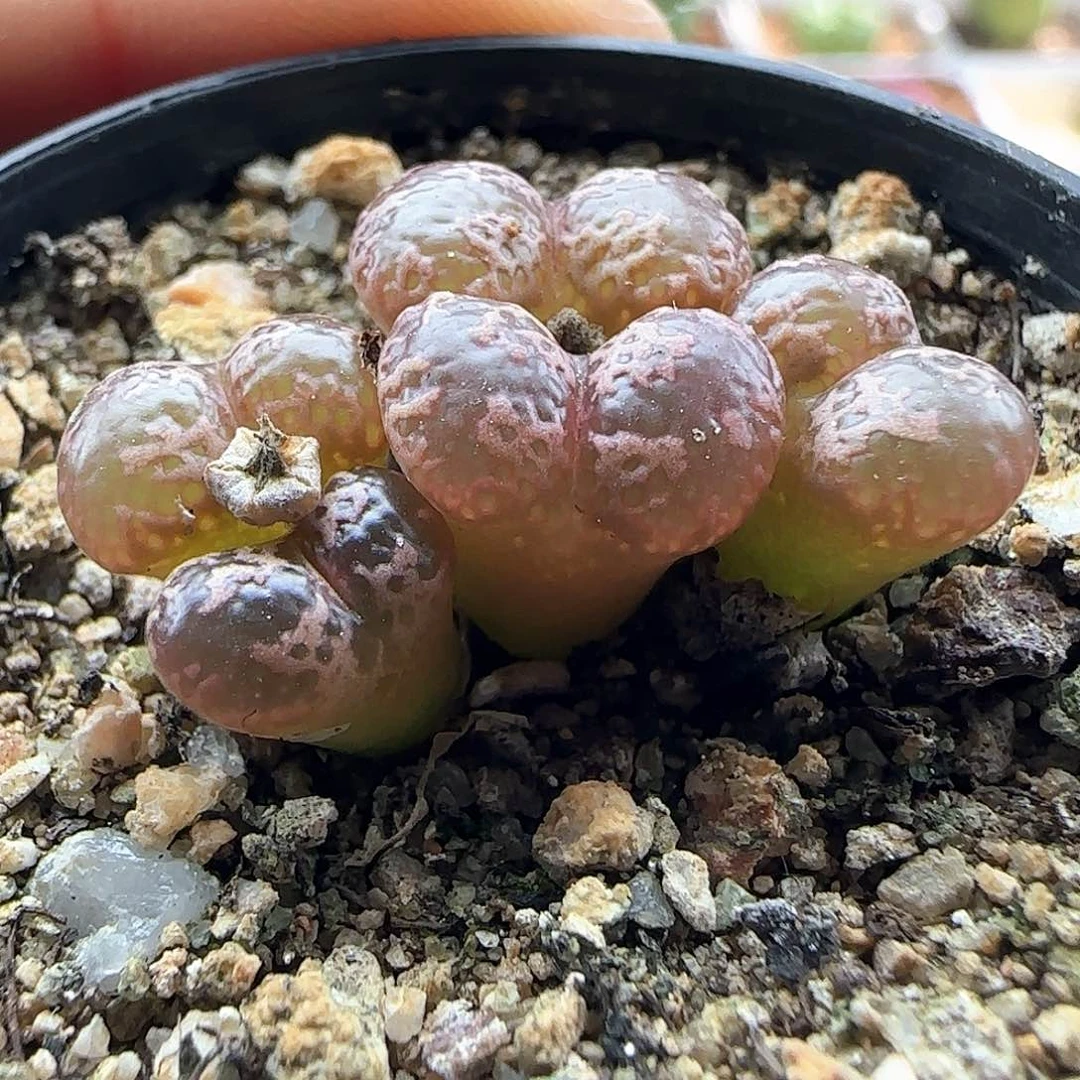 又***開疯狂甩卖开始啦43074