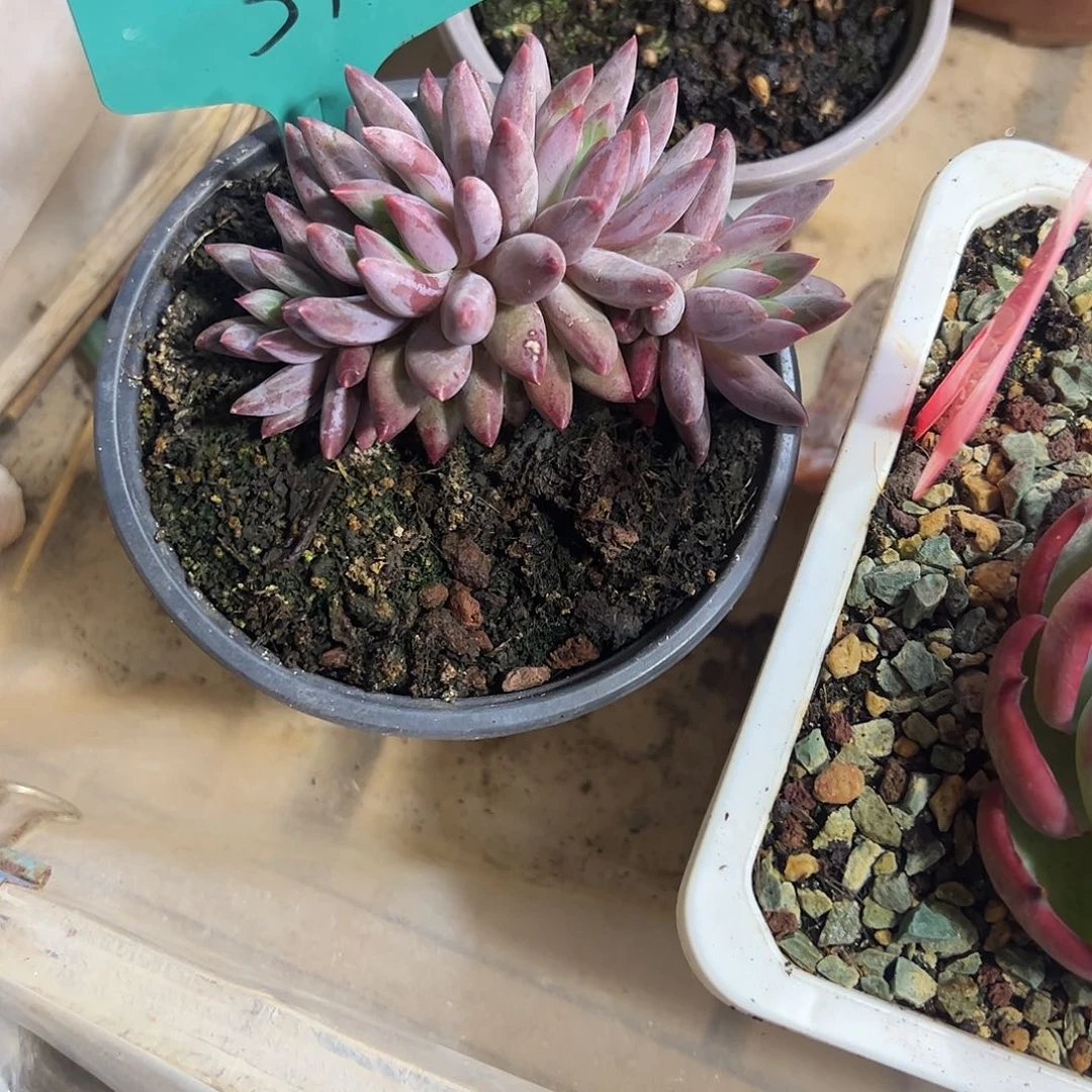 虞美人群多肉植物