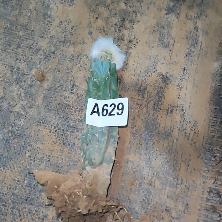 土***玊龙神木老乐缀化629