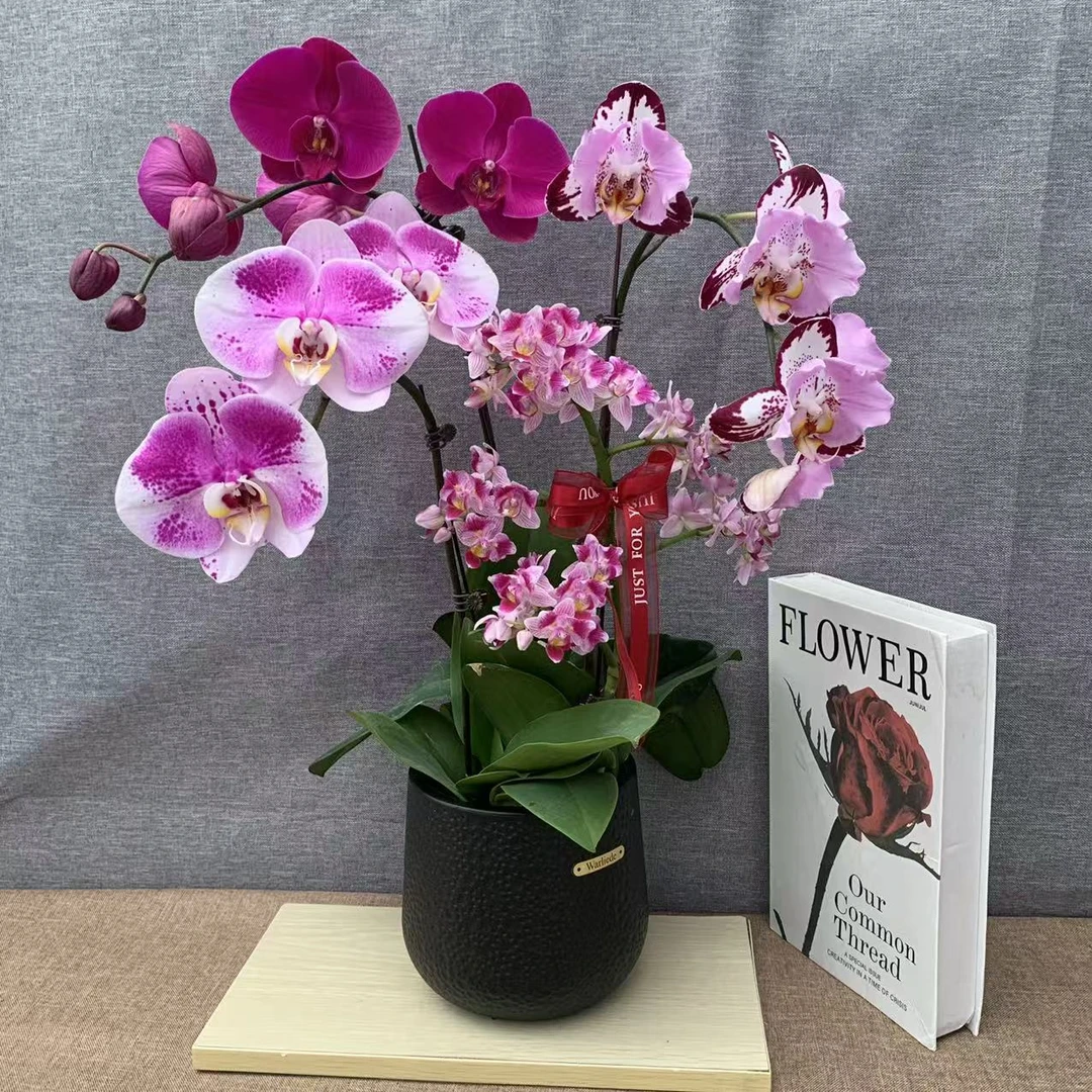 蝴蝶兰【艺术组盆-6】室内种植花卉观赏送礼基地直发