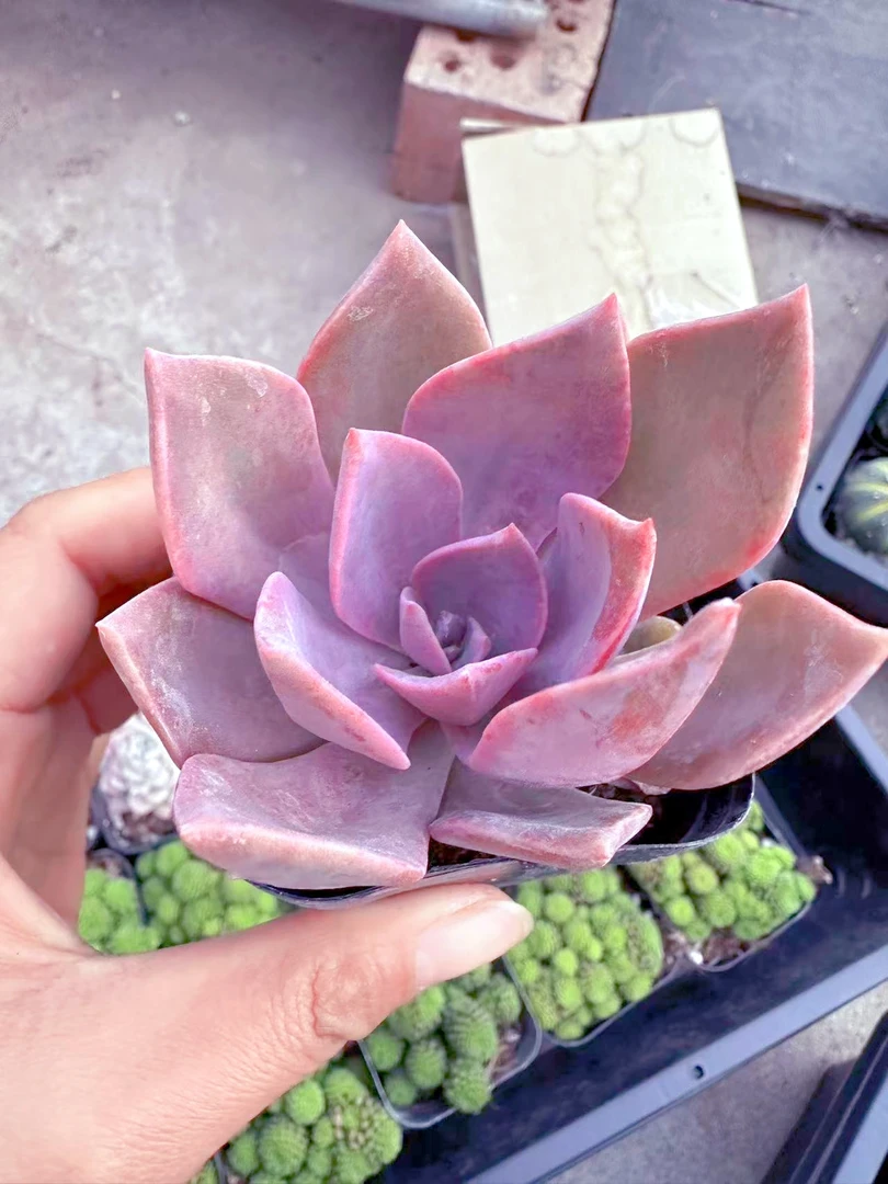 初吻 多肉植物（满9.9元包邮发货）