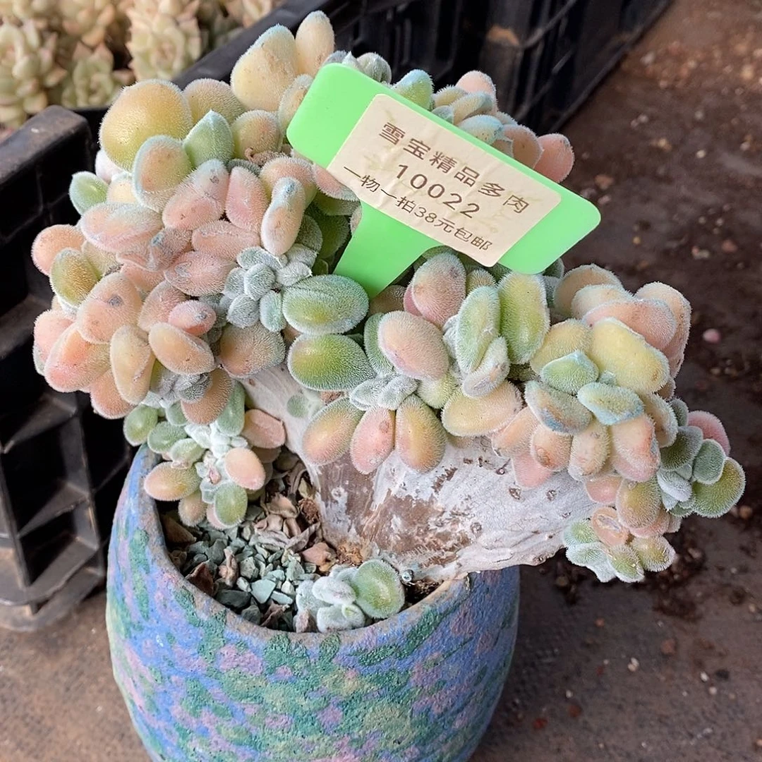 022路去我提了分图咯哦哦