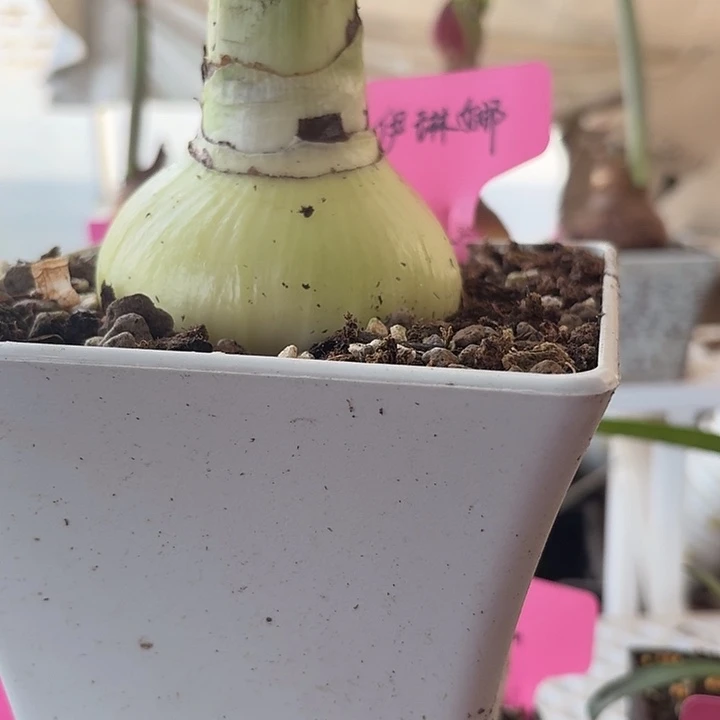 无花朵伊琳娜直径8.5