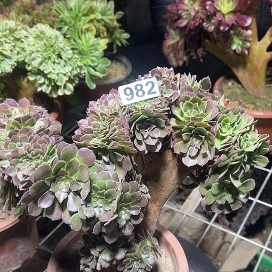 M***m多肉植物一个妖荷兰982