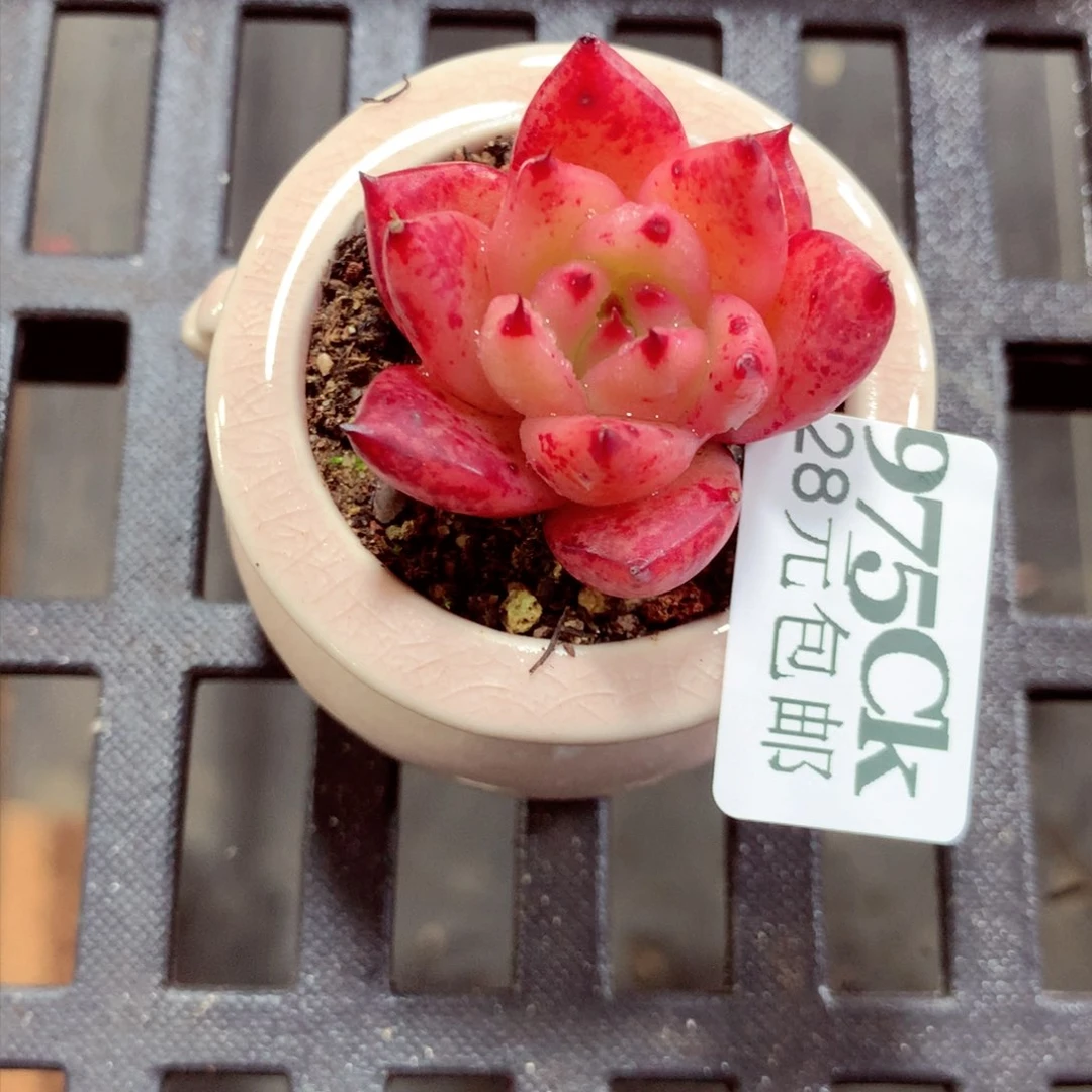 5厘米盆精控多肉975