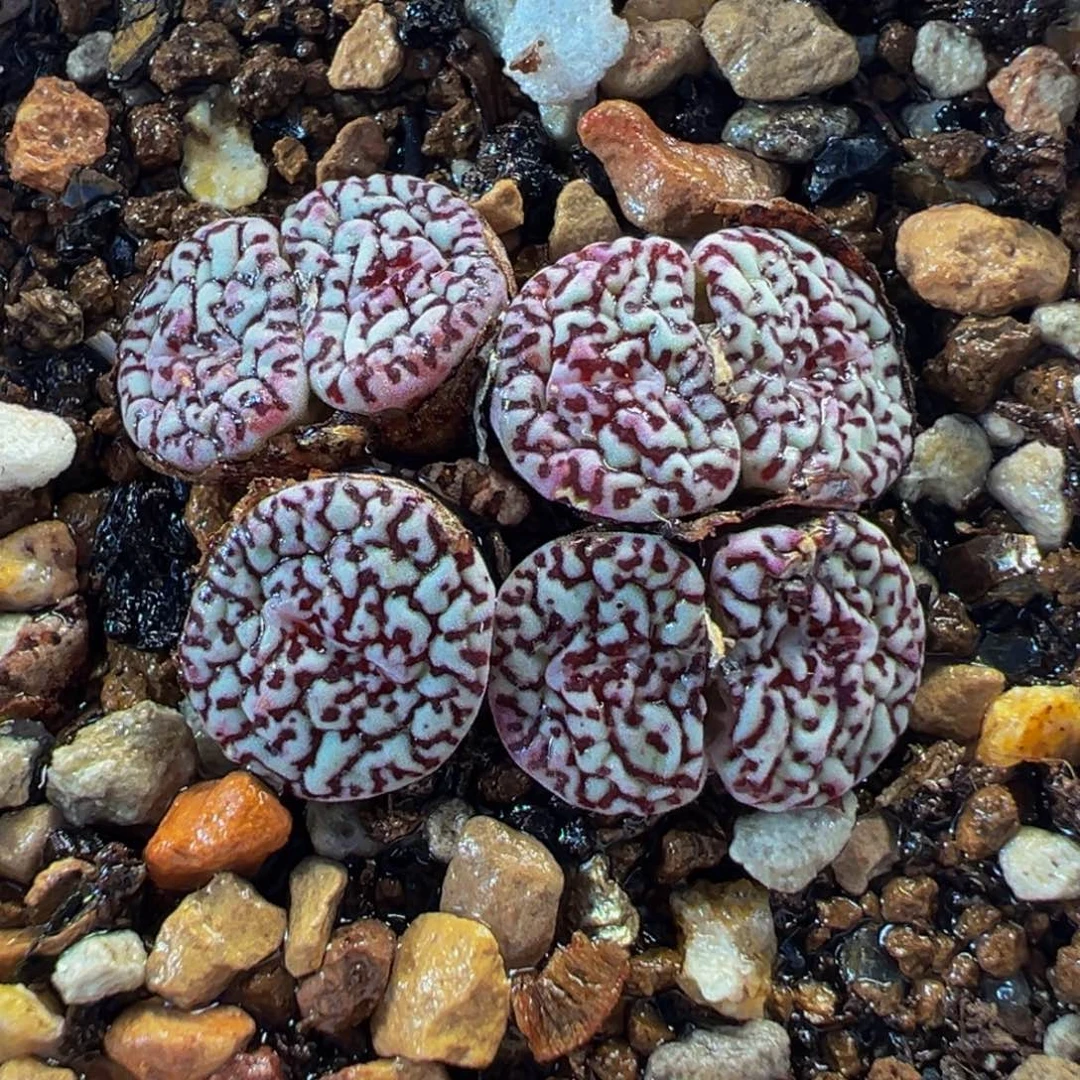 175多肉植物种类多样