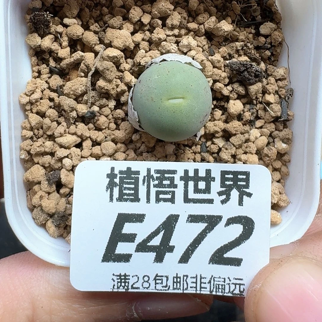 多肉植物的人生dgg