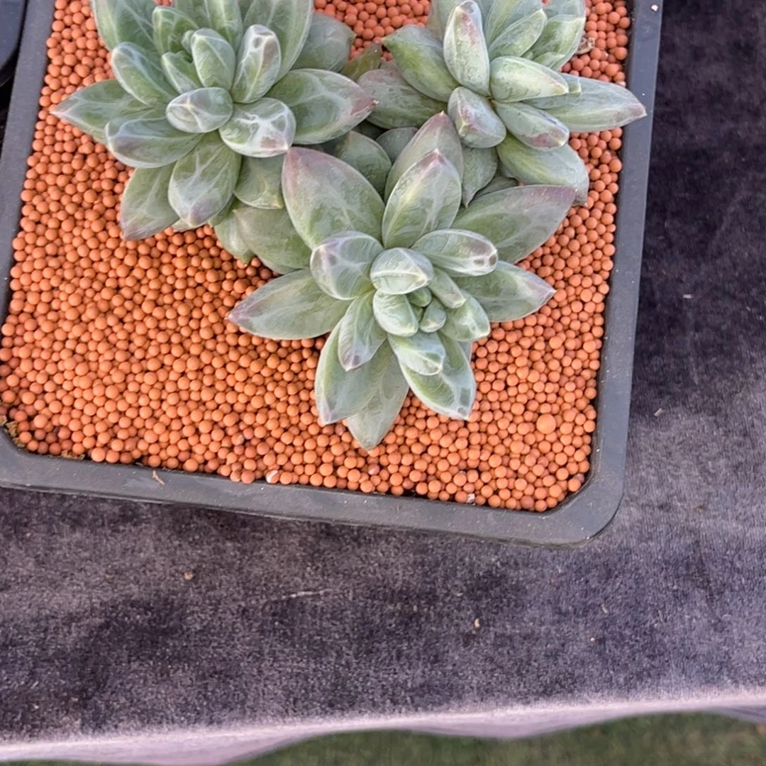 干****小姐姐的多肉植物群生多