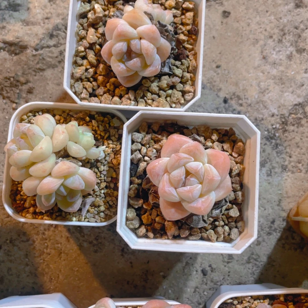 W***wW姐专拍多肉植物一棵
