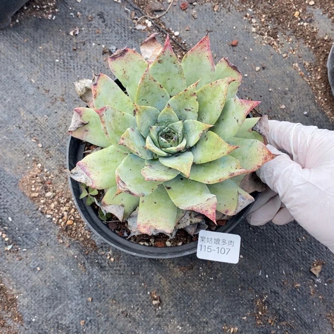 107号绿雪山瑕疵瑕疵