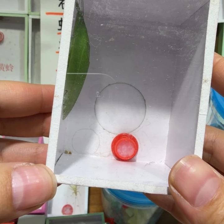 ****鸣虫用具一盒包邮
