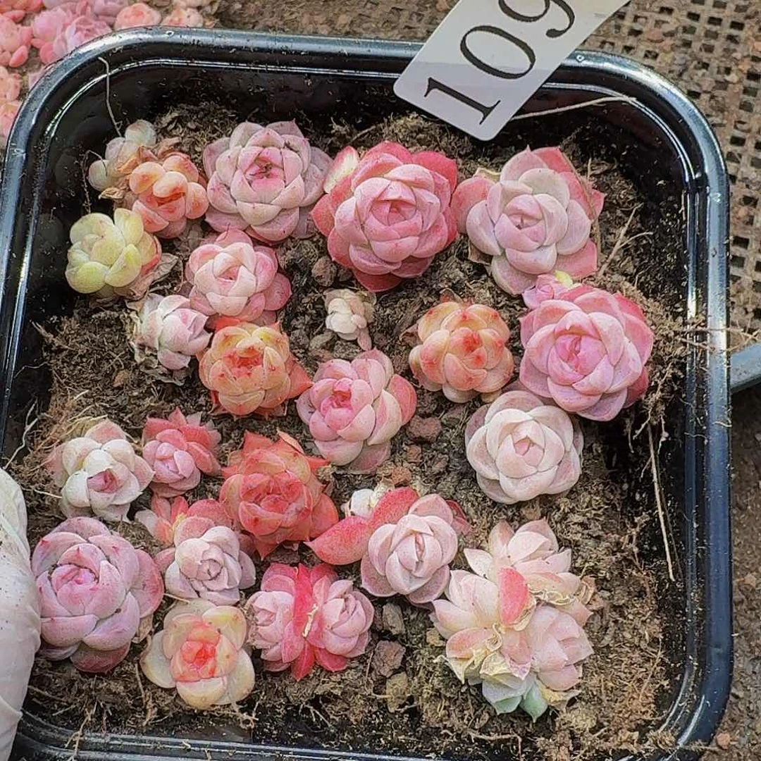 多肉植物多肉植物109