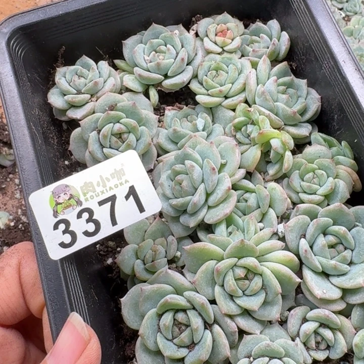 浅***浅多肉植物多肉植物