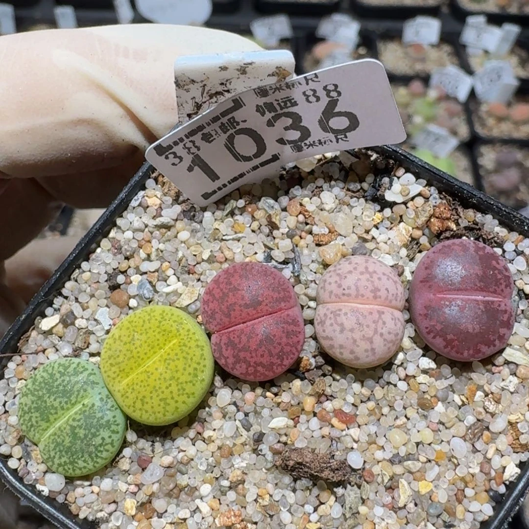 zzzzz精品生石花1036
