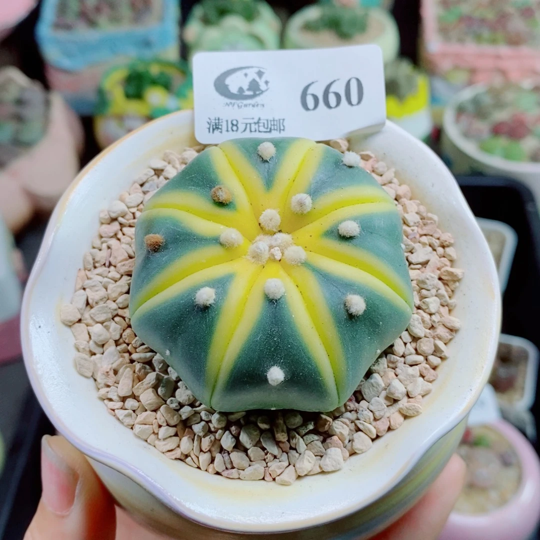 生石花花花花花花花花660
