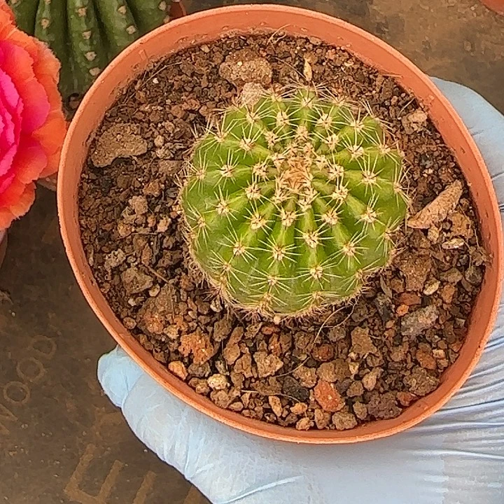 *****雅森507号自根球4公分左右