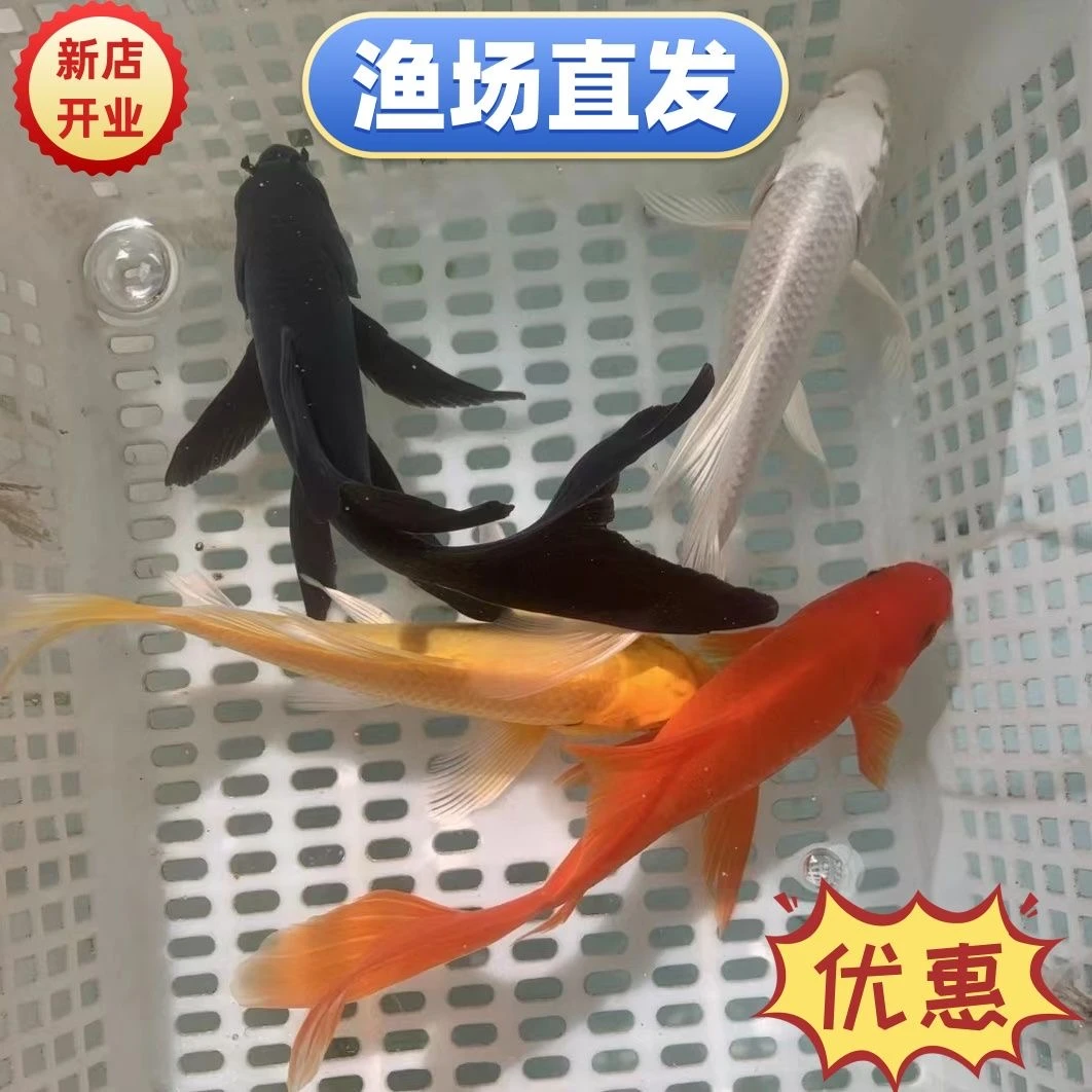 各色观赏鱼红草黑金玛雅金鱼德系(15条加5条备损)（到手共20条)