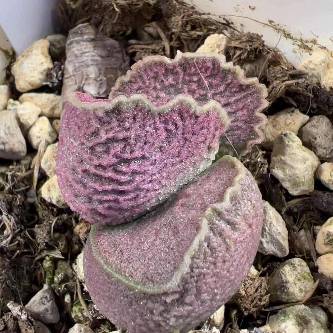 金色波浪边横向纹路款实生新品