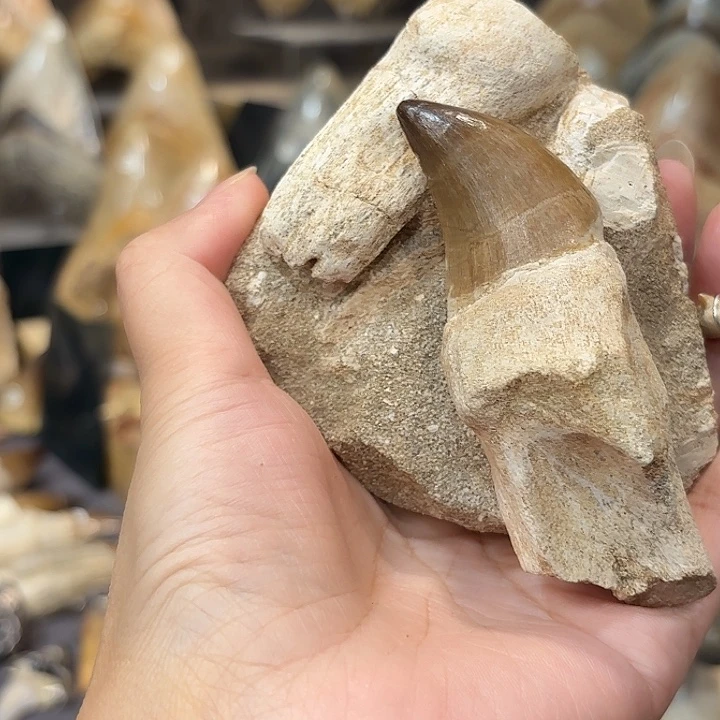 普***月大叶紫檀（黑酸枝木类）