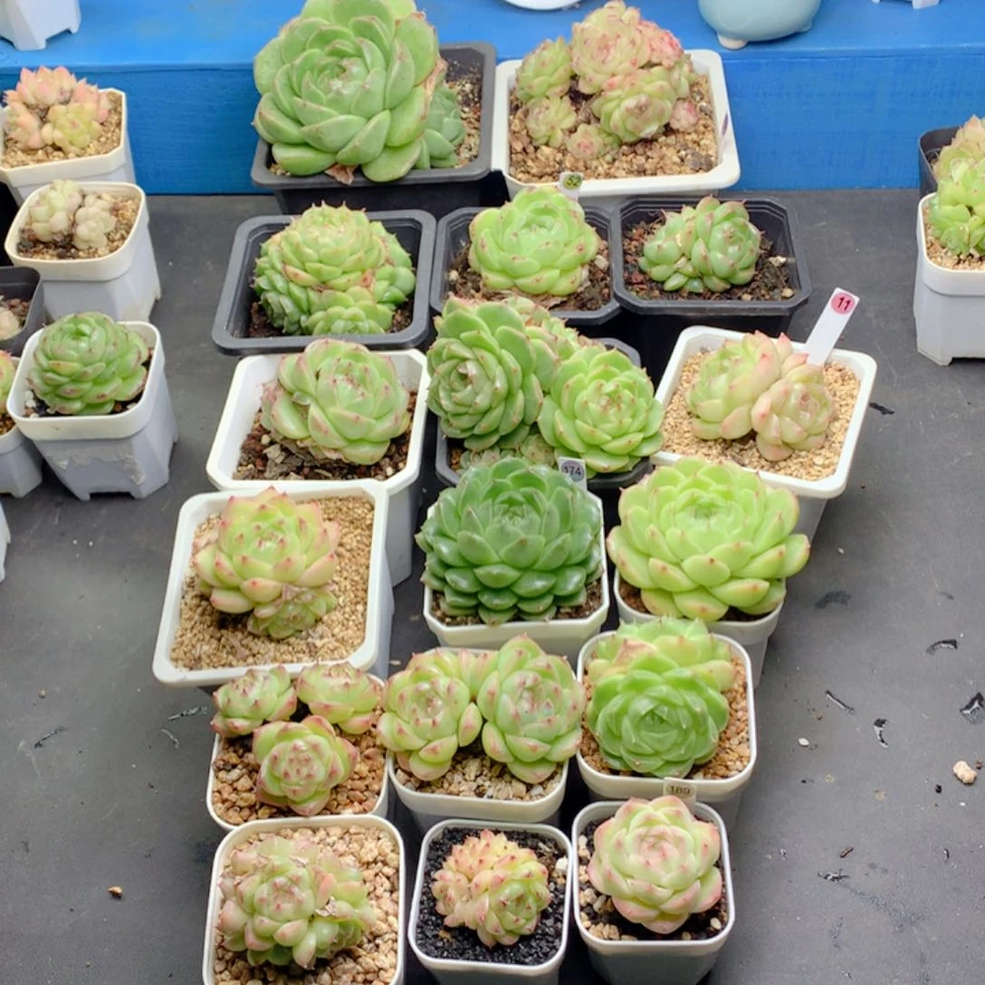 肖**也58包邮  群生不包整文文