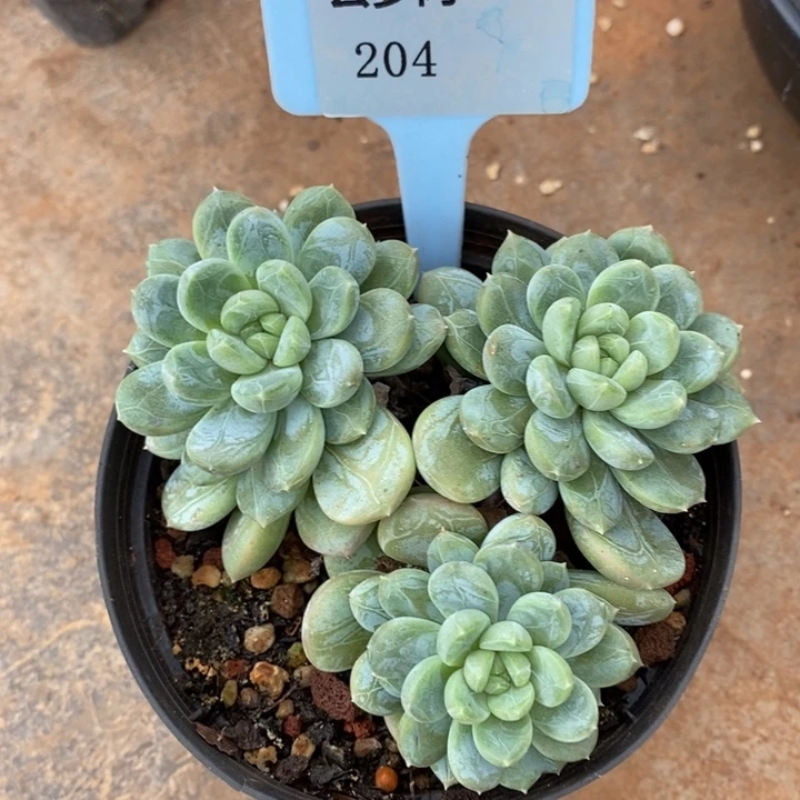 D204- 直播福利 翡翠香槟三头