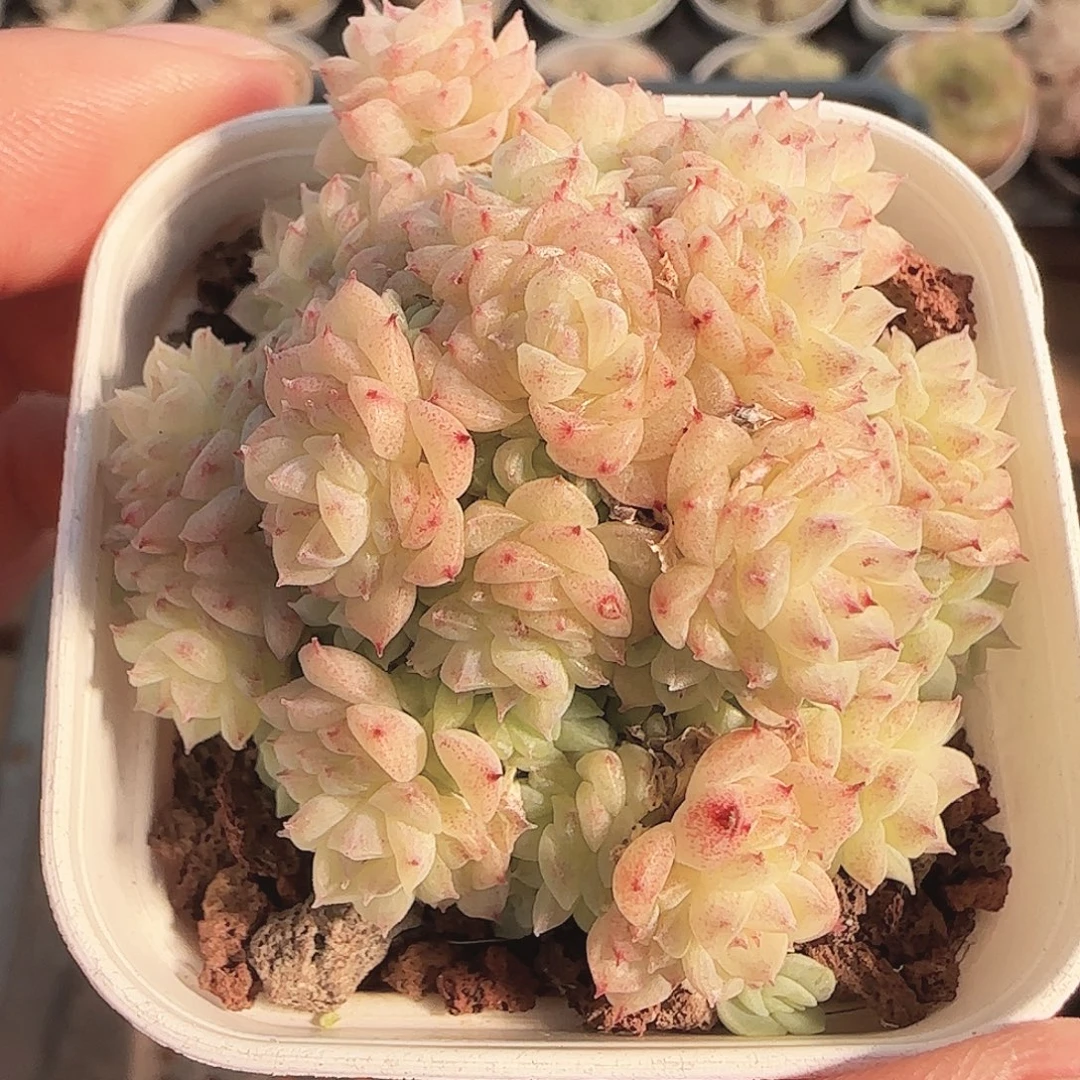 多肉1122-212麦秆群