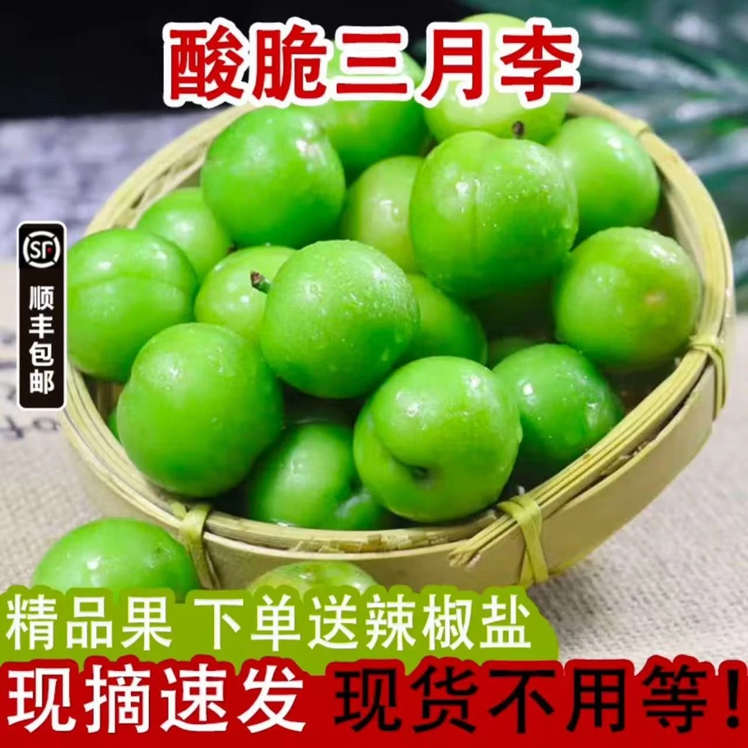 正宗云南头茬三月李现摘现发纯酸无甜孕妇水果青李子新鲜树上酸甜