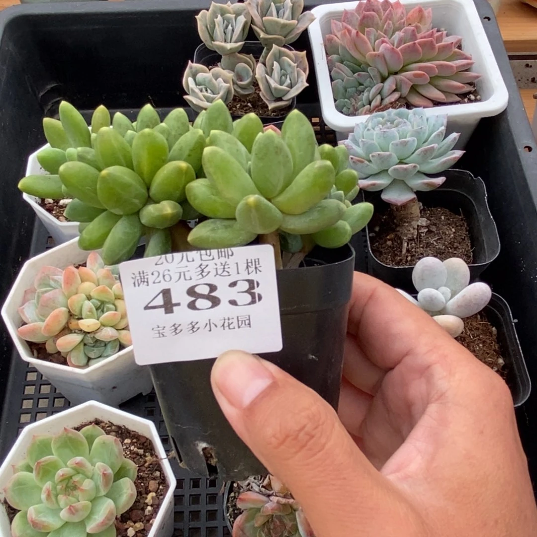 千代田缀化一颗一物一拍