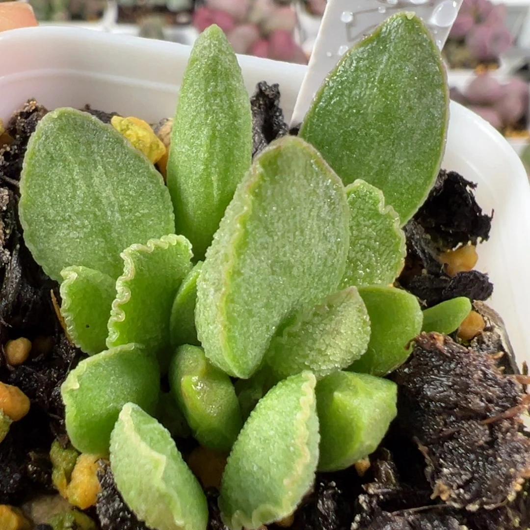 w爱丽丝多肉植物水泡