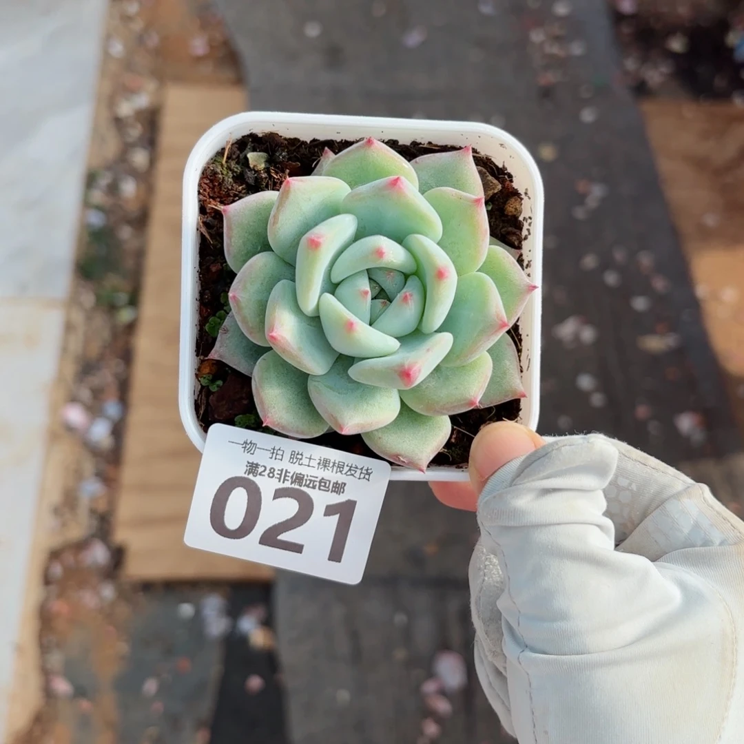 白拉糖多肉无盆土发货