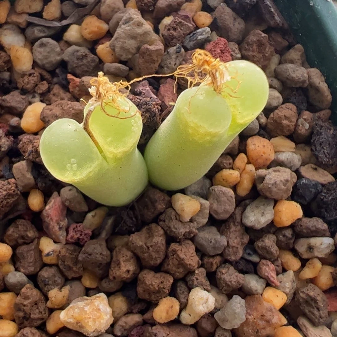 739 好看的多肉冲冲冲