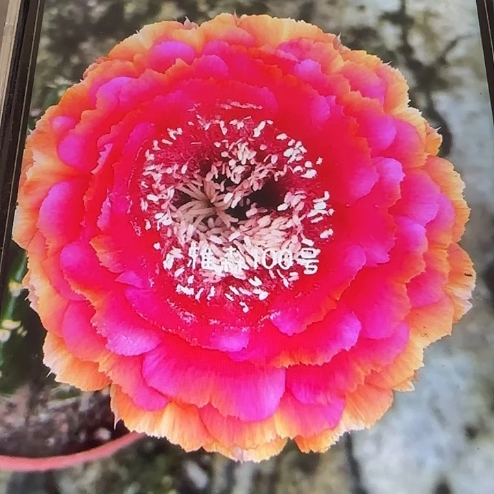雅森100号2公分左右