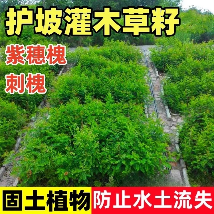【紫穗槐】种子刺槐树绿化斜山边坡高速公路寿光优质蔬菜种子种苗