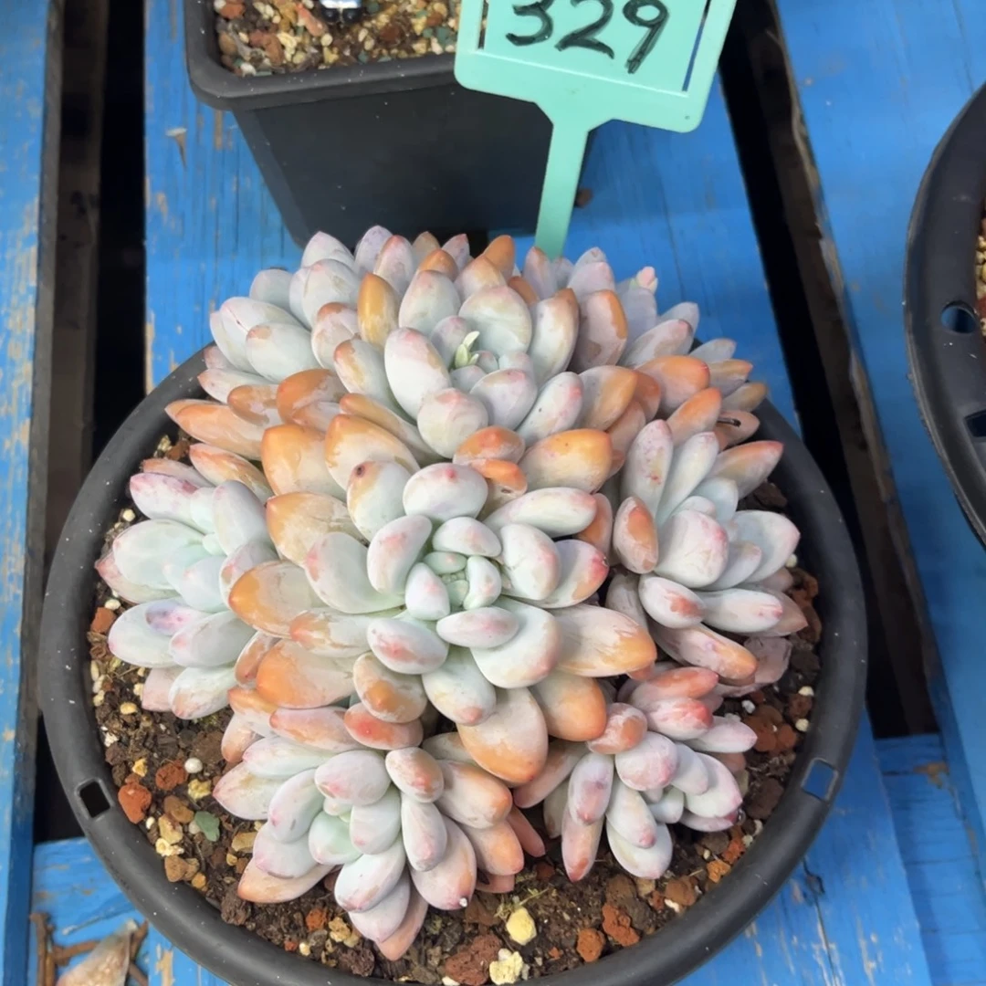 香水老桩群生多肉