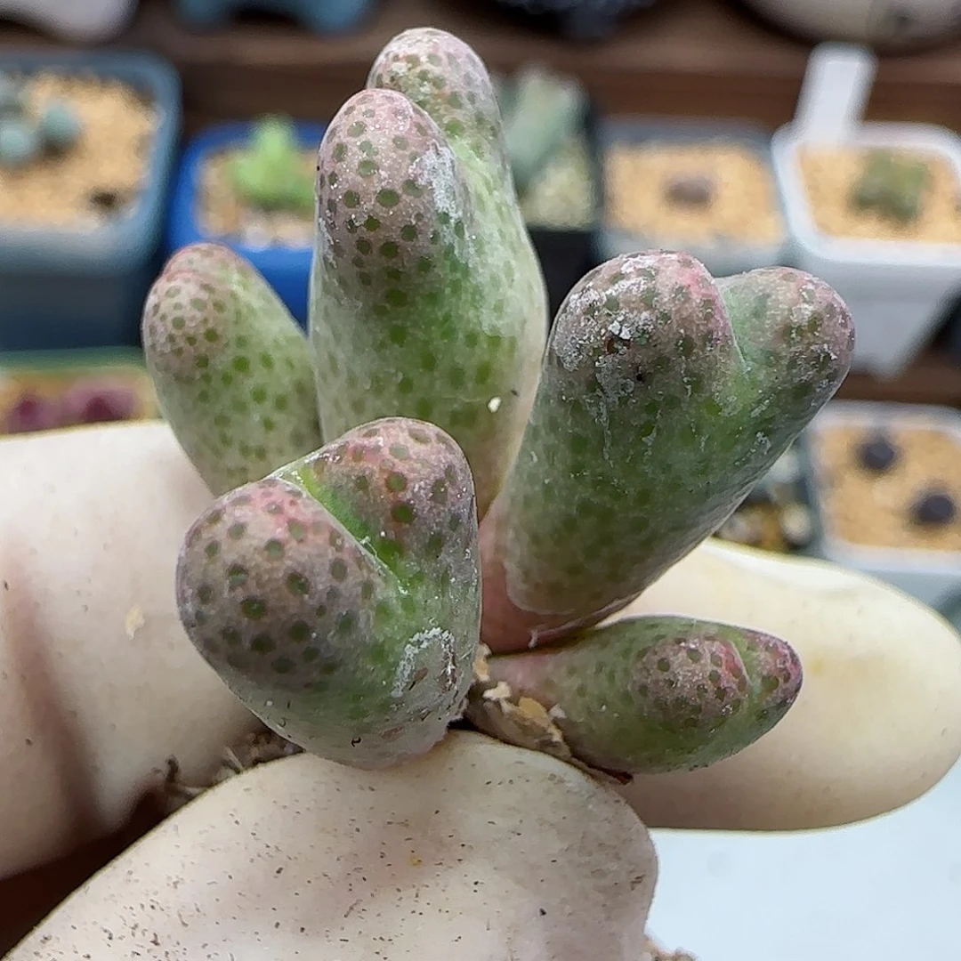 514园艺优选红斑马