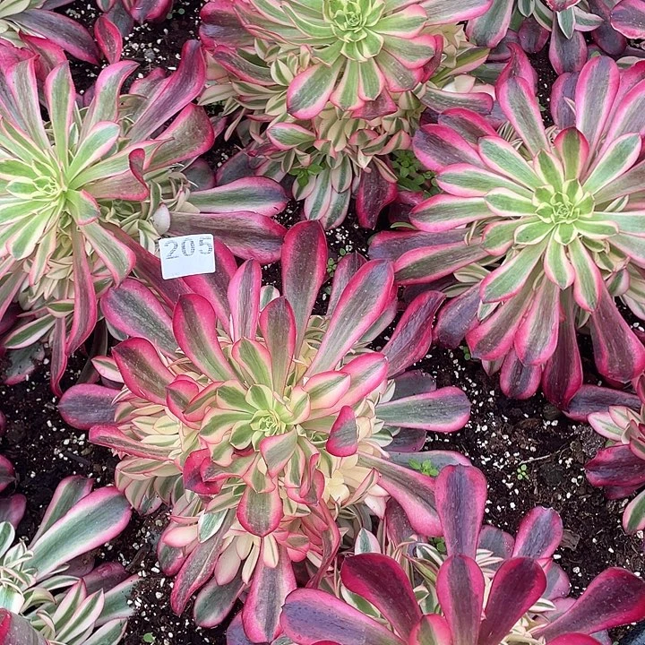 ?***呀多肉法师多肉法师204 205