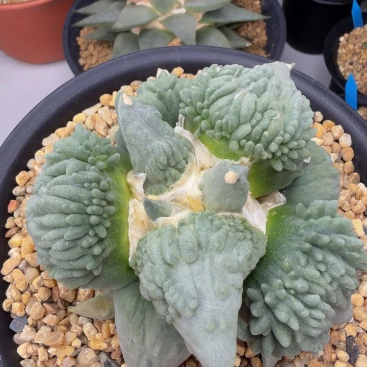 蓝白蜡质层大翅膀血怒