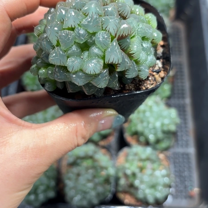 粉姬玉露群多肉植物