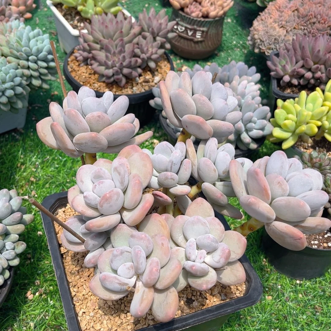 大叶奶5555555888888