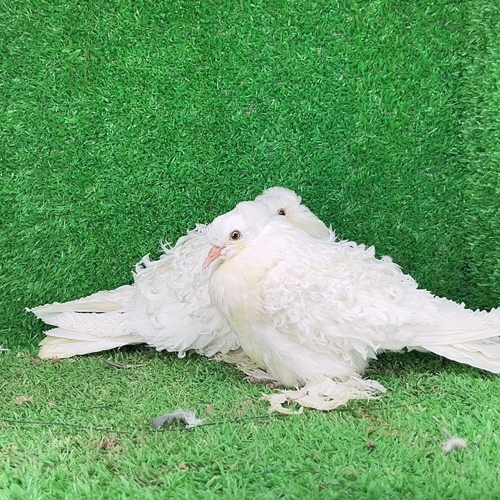婆罗门鸡偏远地区不发货