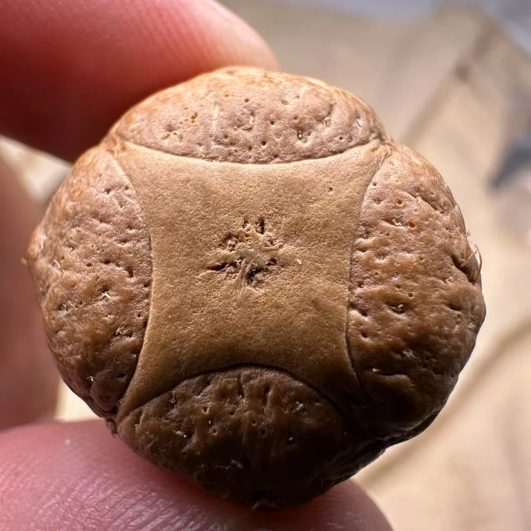 尼泊尔麒麟眼菩提，尺寸24，sss系列，货号S16